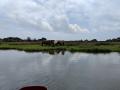 Wild Horses of Assateague